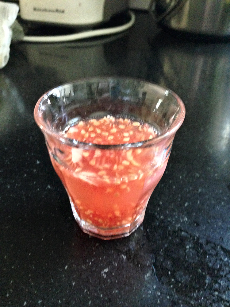 Soaking tomato seeds.