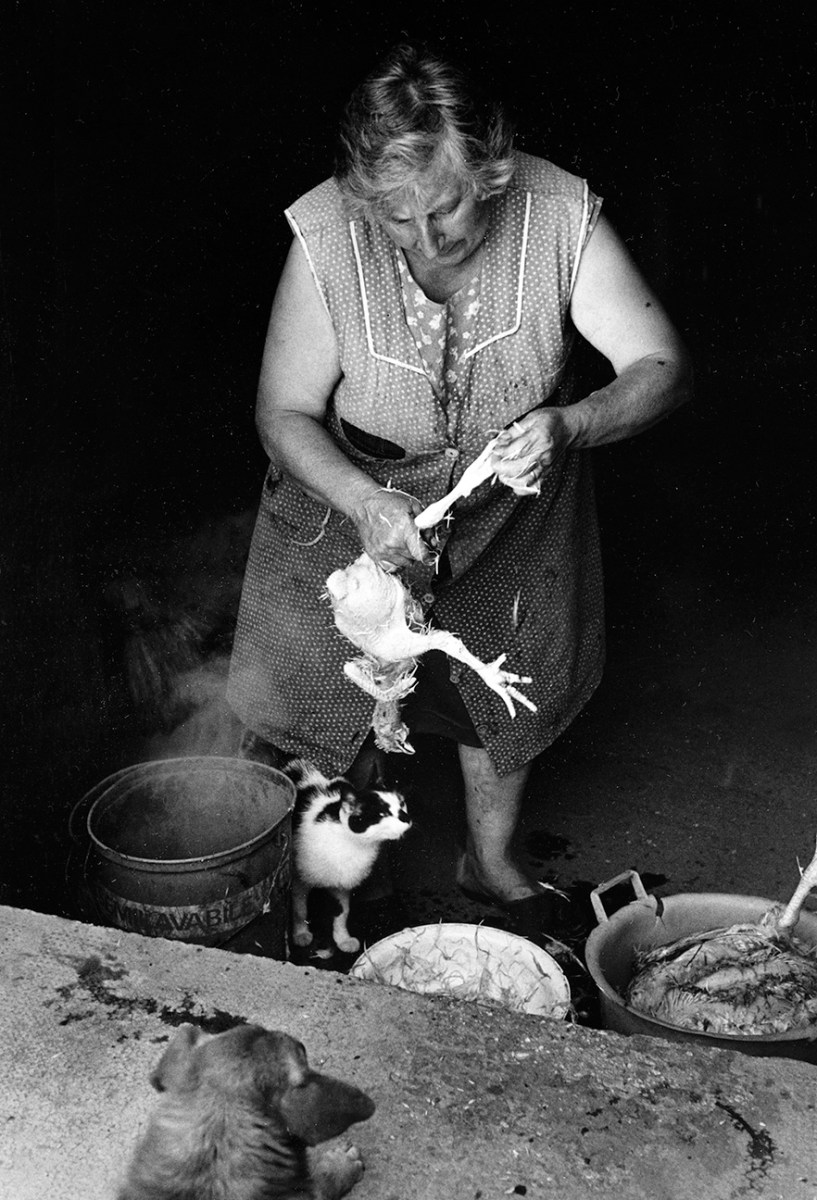 Woman slaughtering chicken.