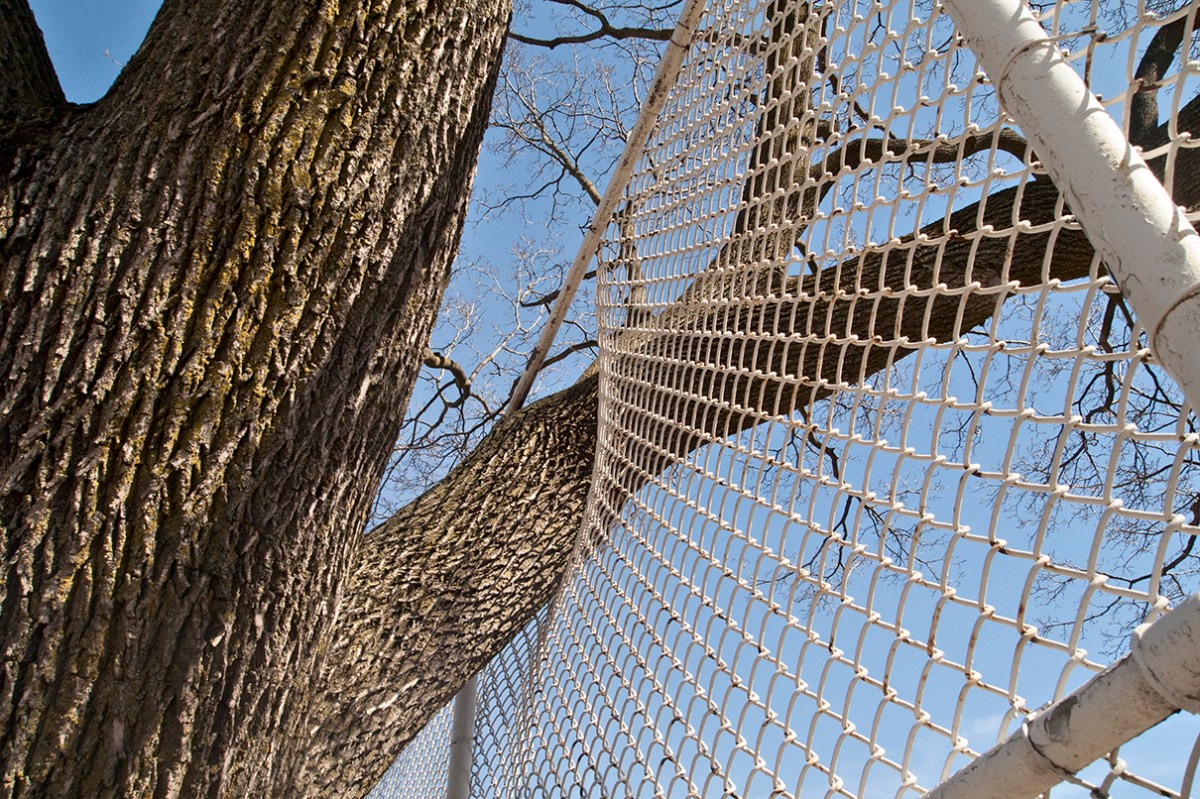 Tree limb grown through fence.
