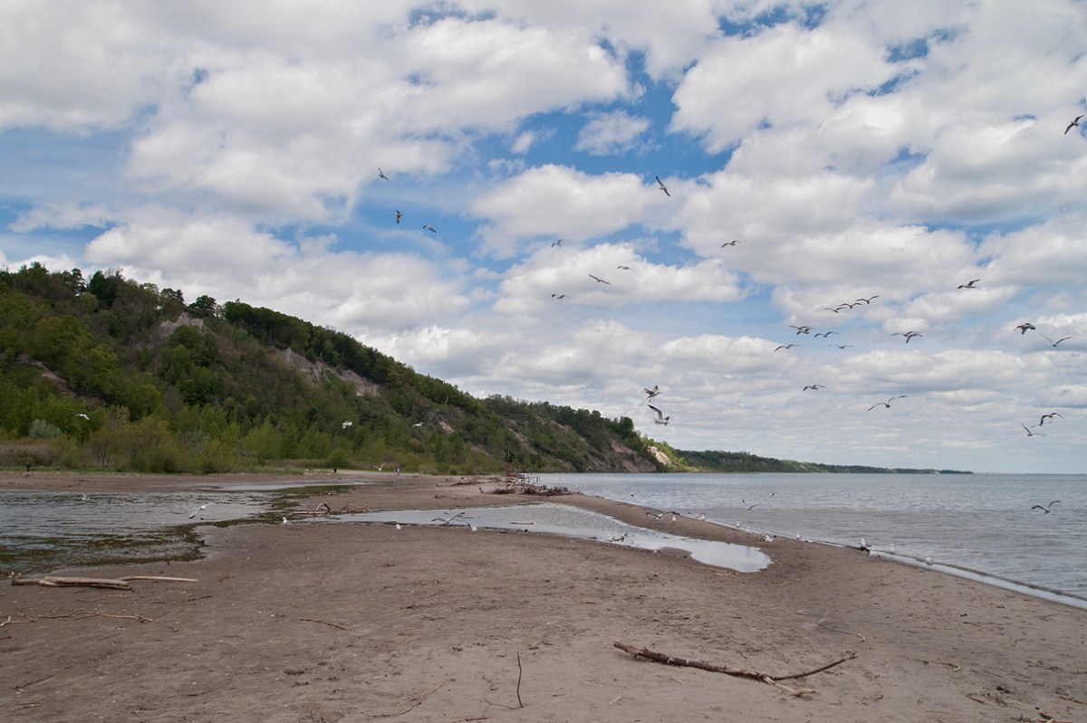 Bluffer's beach 2017.