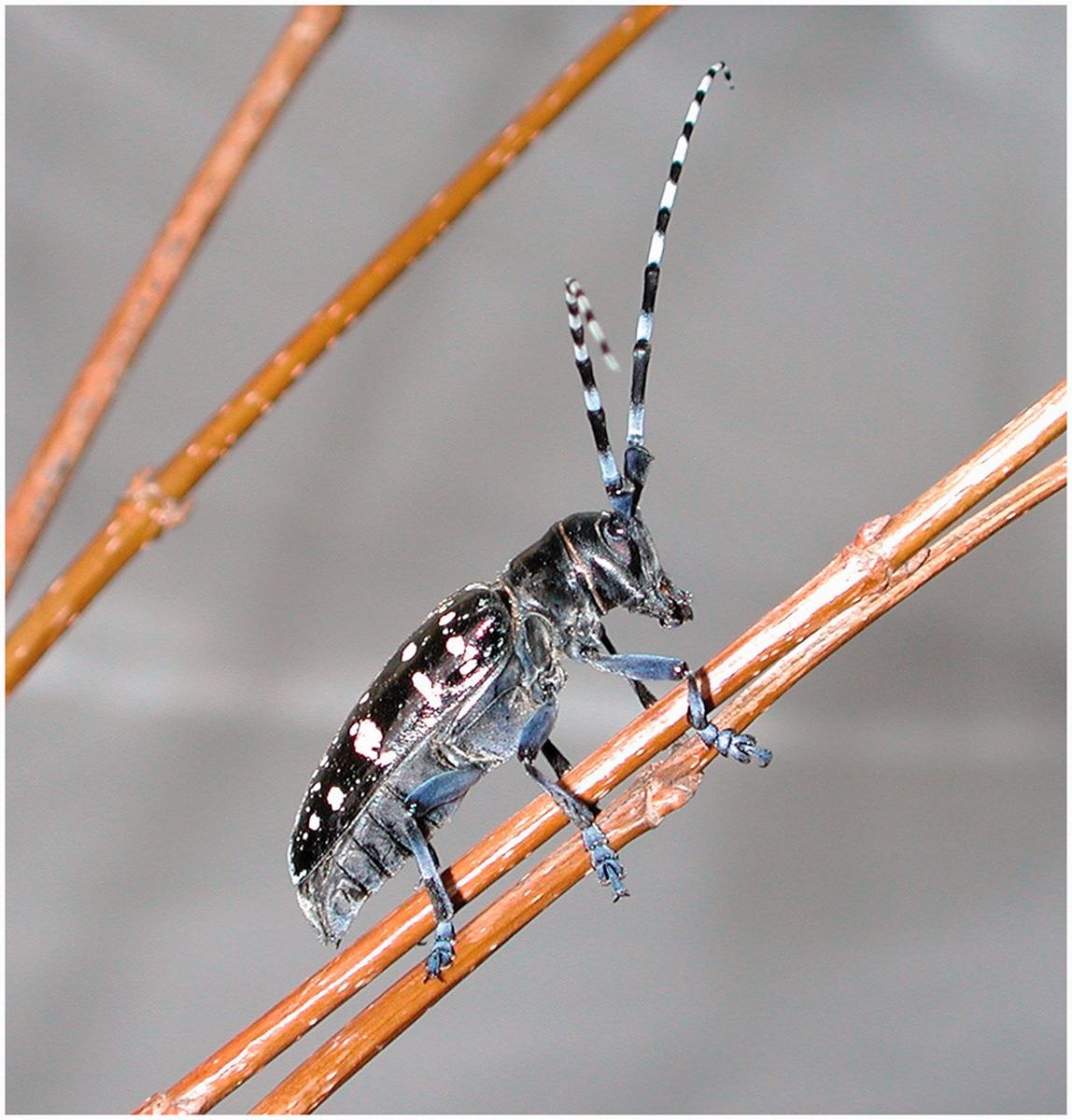 Asian longhorn beetle.