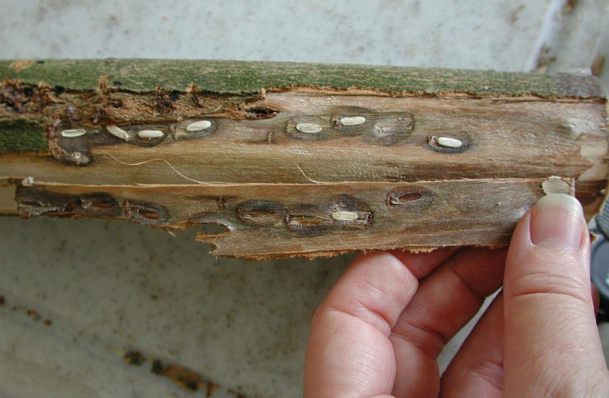 Asian longhorn beetle eggs.