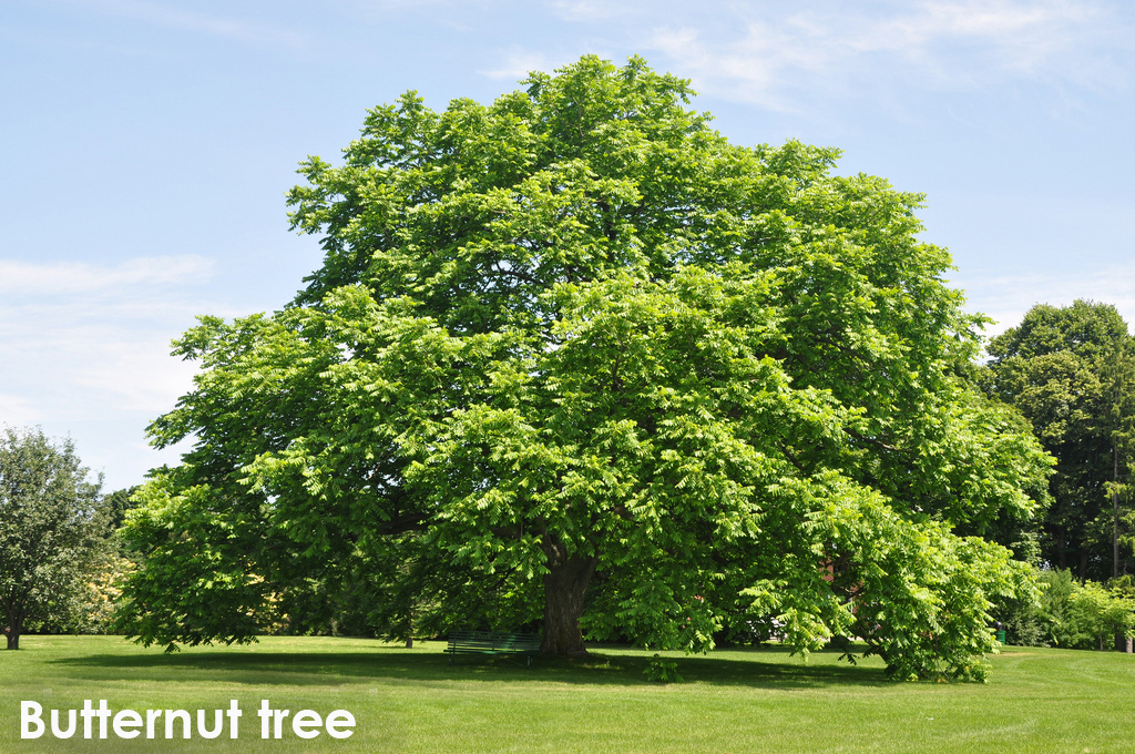 Butternut tree.