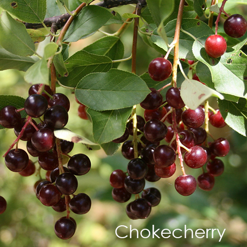 Chokecherry.