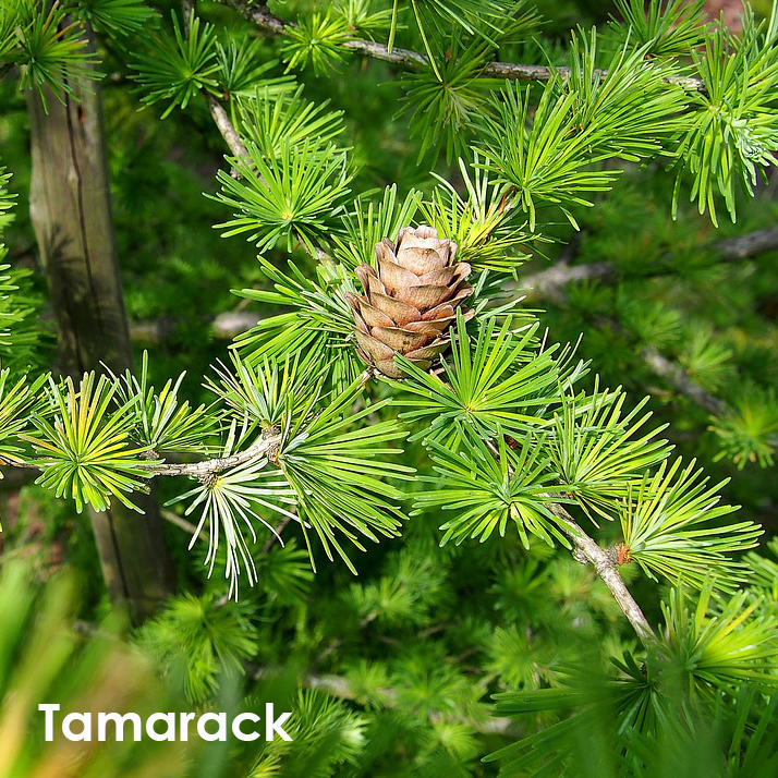 Tamarack.