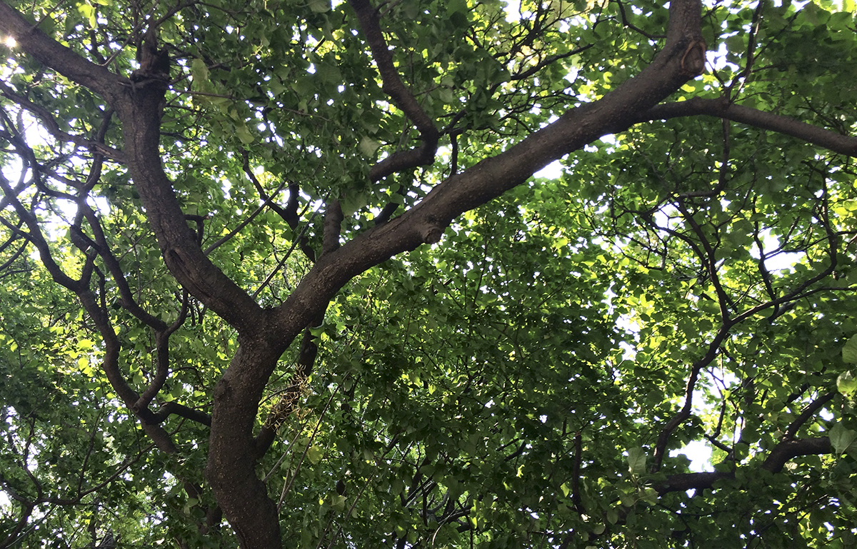 Treetop, sky and sun.