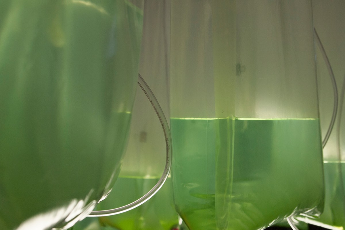 Algae in hanging plastic bags.