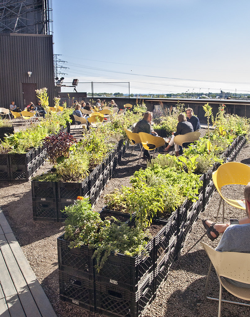 Roof garden with milk crate planters.