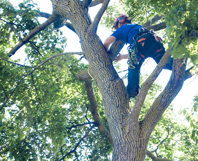 Arbourist straddling tree.