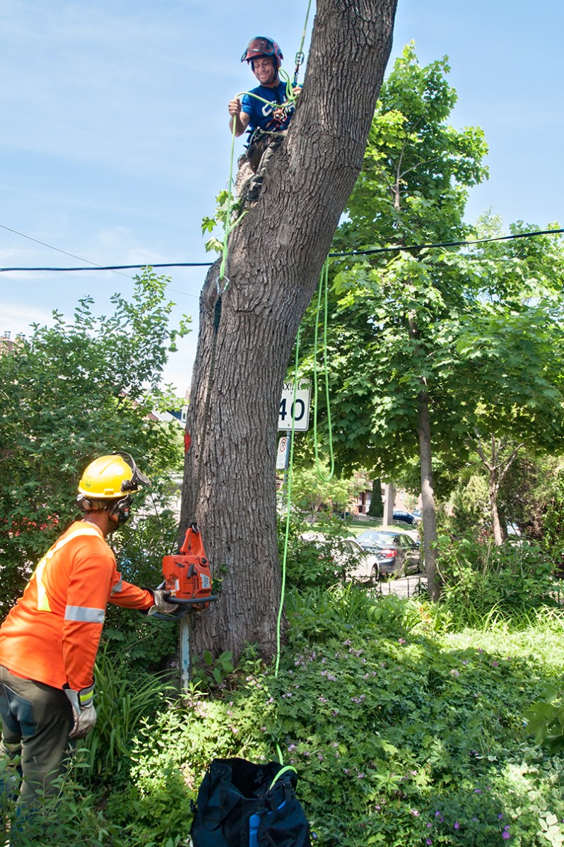 Drawing up the chain saw.