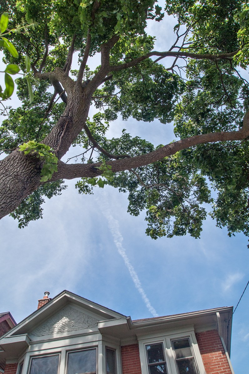 Tree over house.