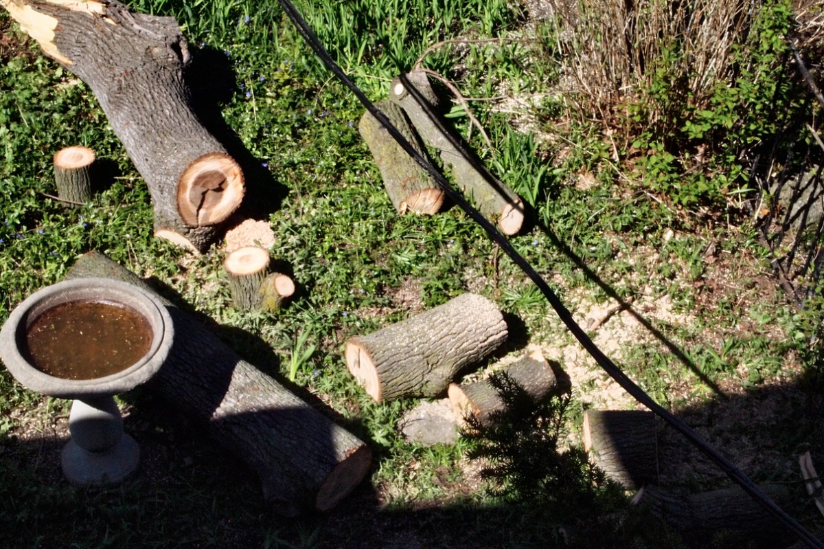 Limb cut, wire freed.