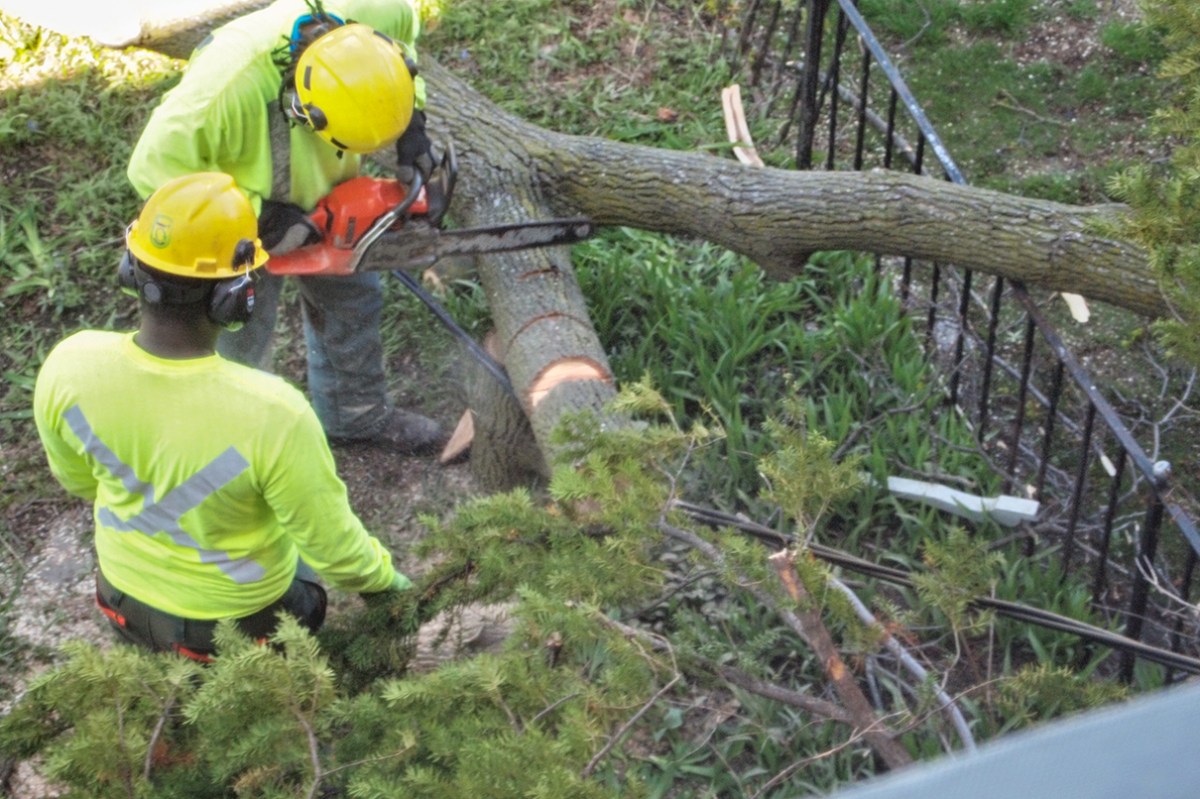 Series of cut on limb near wire.