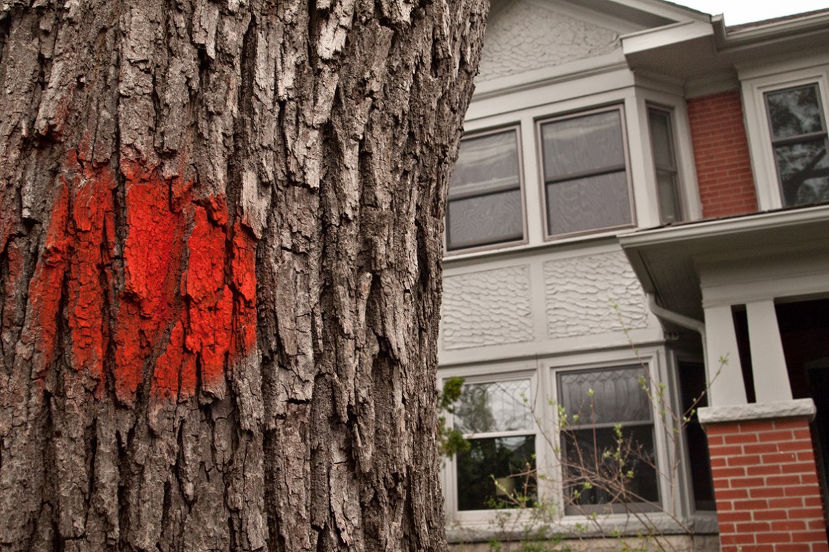Red dot on tree trunk - kiss of death.
