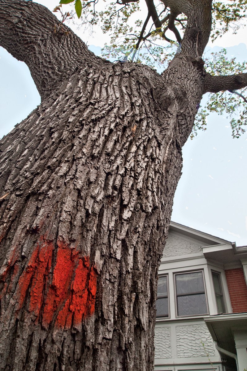 Red-dotted tree still standing to the sky.