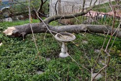 Downed limb beside birdbath.