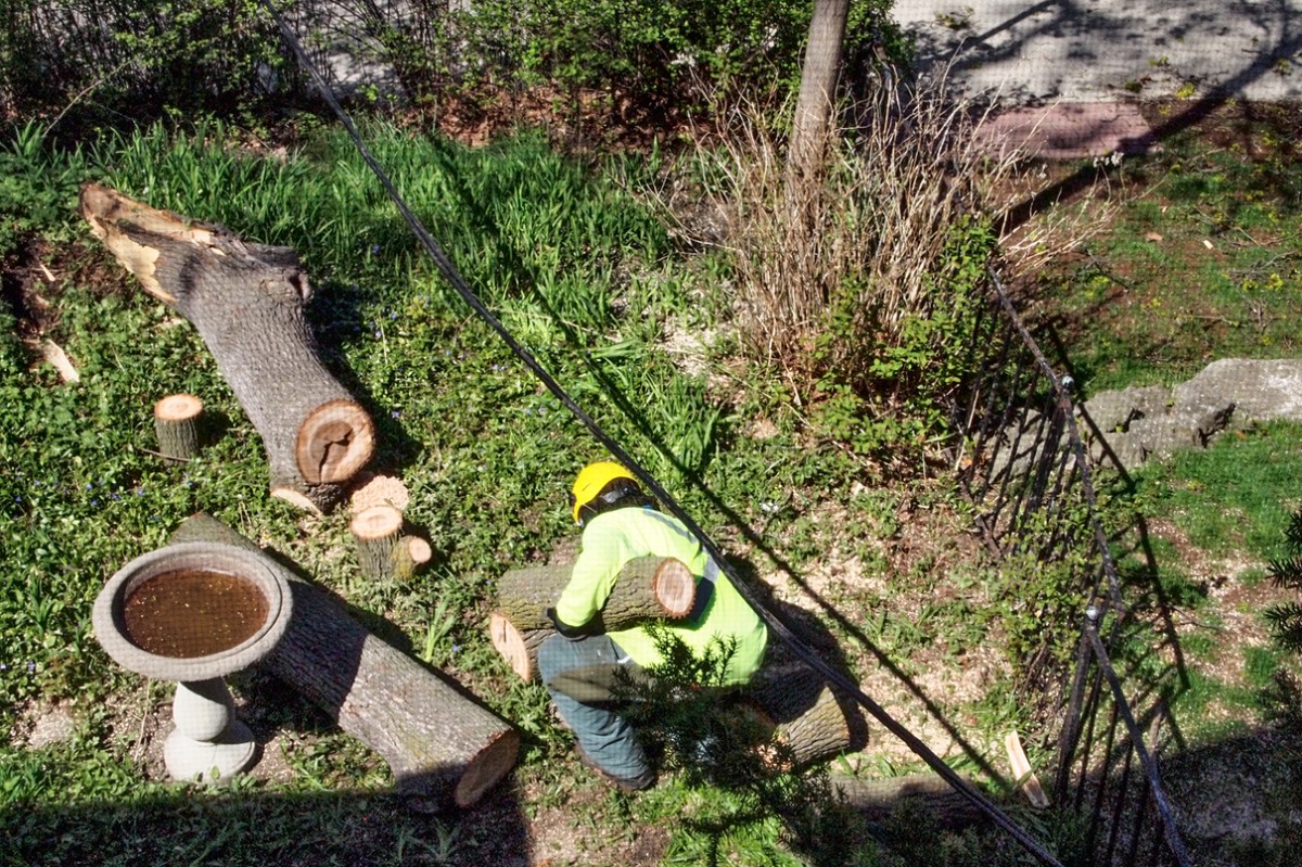 Collecting the cut wood.