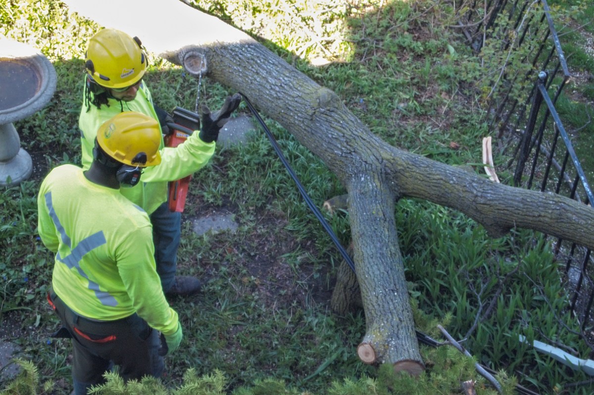 Workers discussing how to cut limb.