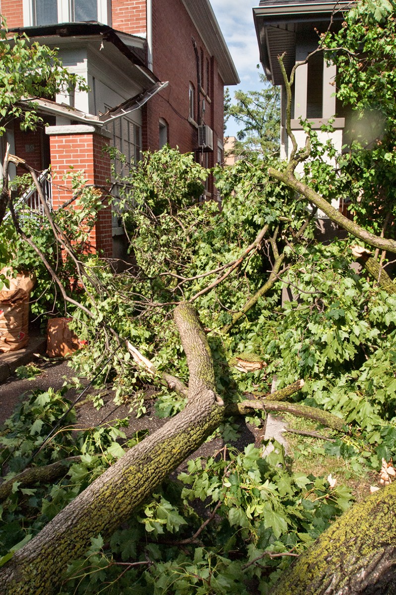 Tree limb blocking driveway.
