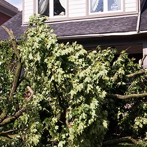 How the Mighty Have Fallen: the demise of our&nbsp;tree
