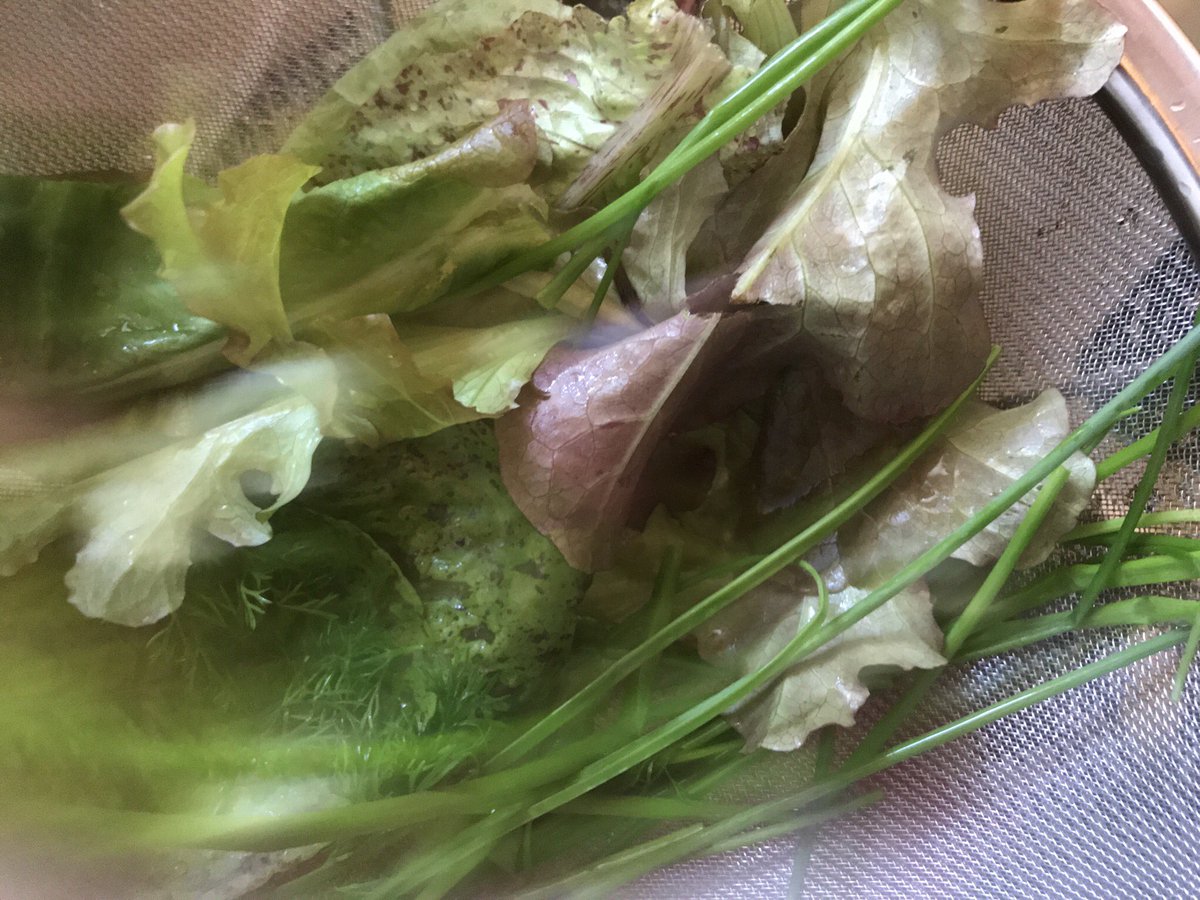 Leaf lettuce, chives and cilantro.