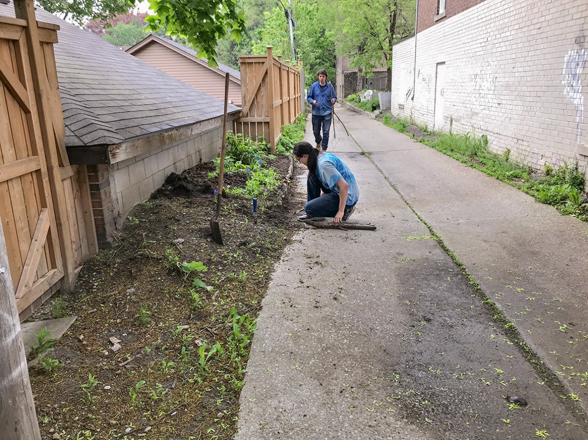 Digging in the tree limb edging of the raspberry patch.