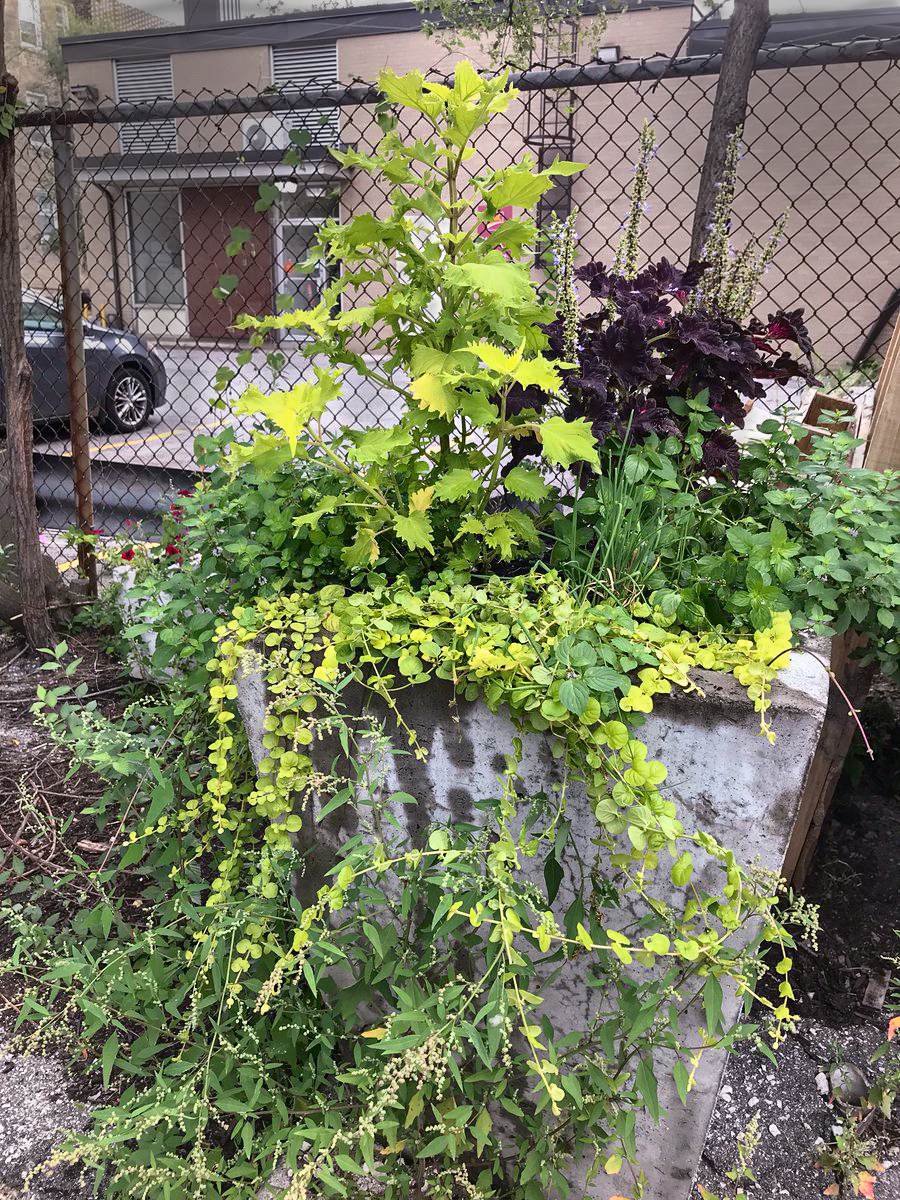 Planter with tall coleus and vines flowing over the edges.