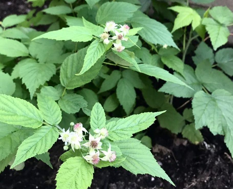 Blossoms on raspberry plant.