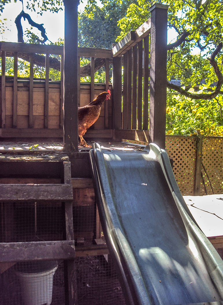 Chicken at top of slide.
