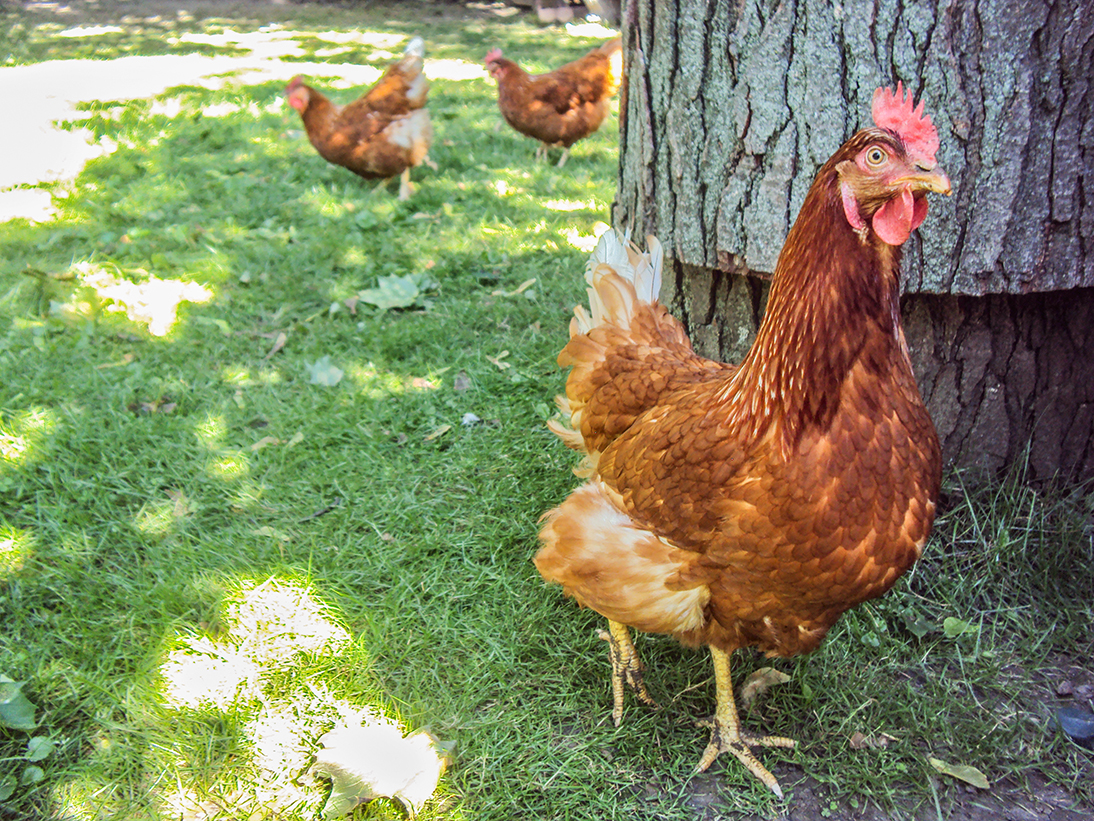 Chickens walking in yard.