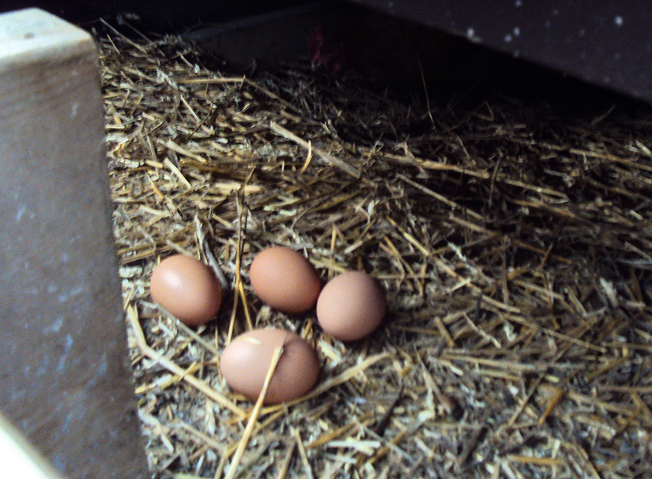 Eggs in straw in chicken coop.