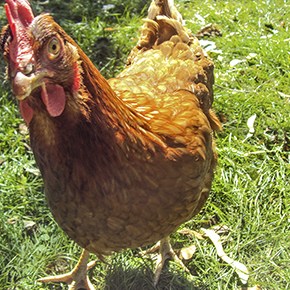 I know why the chicken crossed the road&nbsp;…