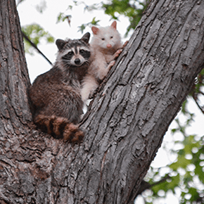 What’s Up in the&nbsp;Tree?